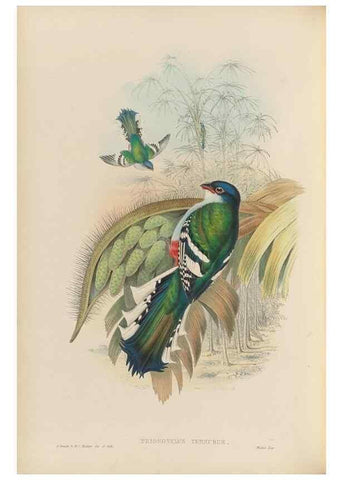 Reproducción/Reproduction 48706319546: A monograph of the Trogonidae or family of trogons.. London,1858-1875.. 