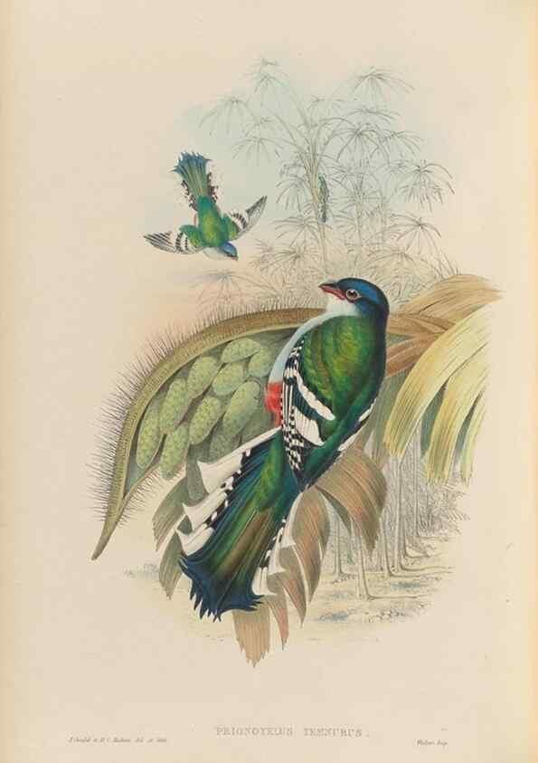 Reproducción/Reproduction 48706319546: A monograph of the Trogonidae or family of trogons.. London,1858-1875.. 