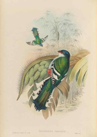 Reproducción/Reproduction 48706319546: A monograph of the Trogonidae or family of trogons.. London,1858-1875.. 