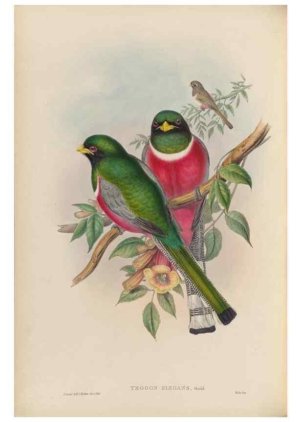Reproducción/Reproduction 48706486972: A monograph of the Trogonidae or family of trogons.. London,1858-1875.. 