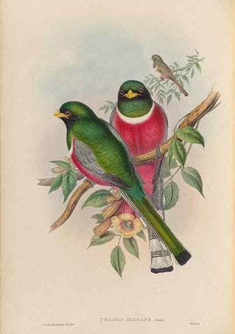 Reproducción/Reproduction 48706486972: A monograph of the Trogonidae or family of trogons.. London,1858-1875.. 