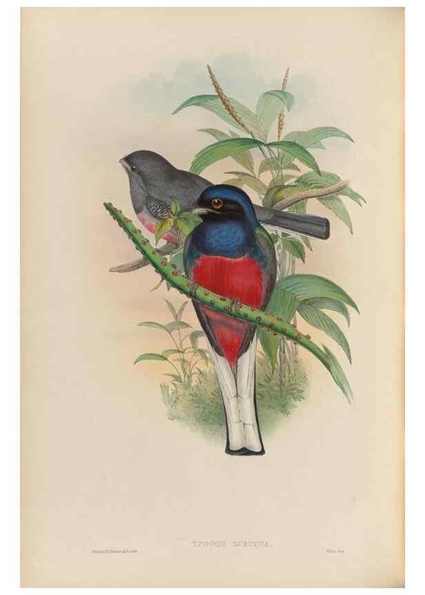 Reproducción/Reproduction 48705988433: A monograph of the Trogonidae or family of trogons.. London,1858-1875.. 