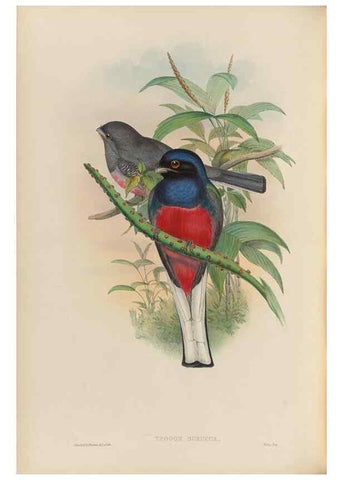 Reproducción/Reproduction 48705988433: A monograph of the Trogonidae or family of trogons.. London,1858-1875.. 
