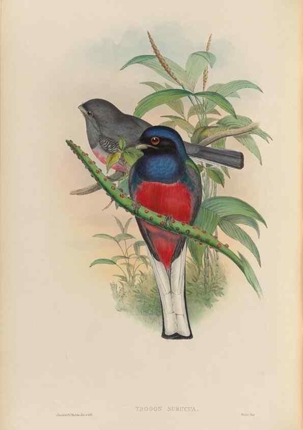 Reproducción/Reproduction 48705988433: A monograph of the Trogonidae or family of trogons.. London,1858-1875.. 