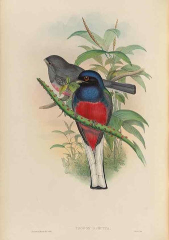 Reproducción/Reproduction 48705988433: A monograph of the Trogonidae or family of trogons.. London,1858-1875.. 