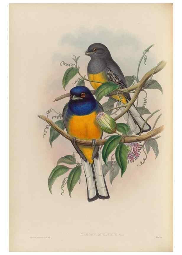 Reproducción/Reproduction 48705988903: A monograph of the Trogonidae or family of trogons.. London,1858-1875.. 