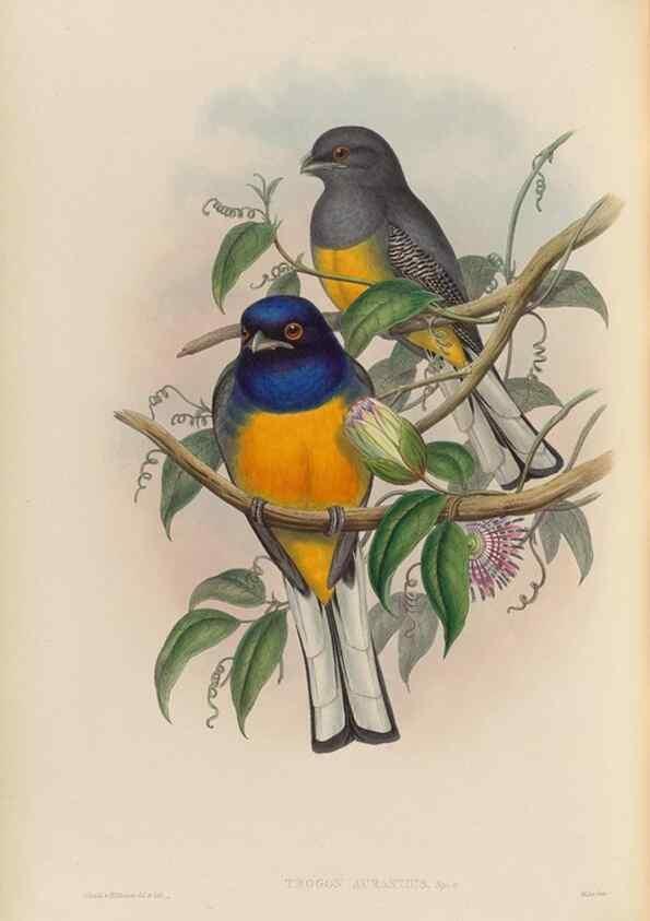 Reproducción/Reproduction 48705988903: A monograph of the Trogonidae or family of trogons.. London,1858-1875.. 