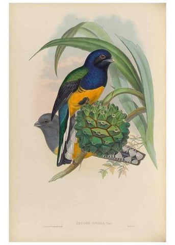 Reproducción/Reproduction 48705989318: A monograph of the Trogonidae or family of trogons.. London,1858-1875.. 
