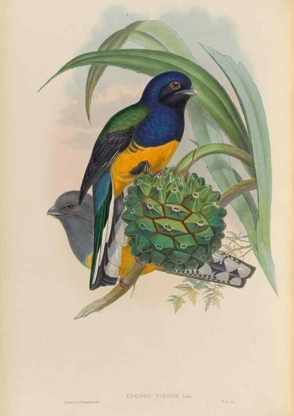 Reproducción/Reproduction 48705989318: A monograph of the Trogonidae or family of trogons.. London,1858-1875.. 