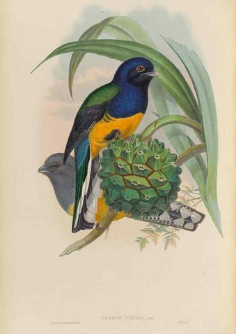 Reproducción/Reproduction 48705989318: A monograph of the Trogonidae or family of trogons.. London,1858-1875.. 