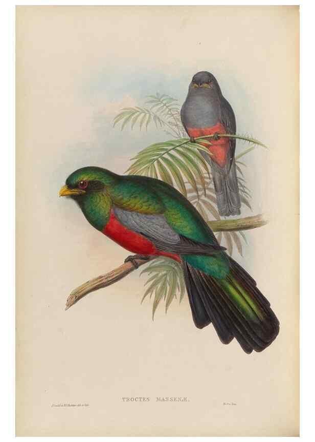 Reproducción/Reproduction 48706321921: A monograph of the Trogonidae or family of trogons.. London,1858-1875.. 