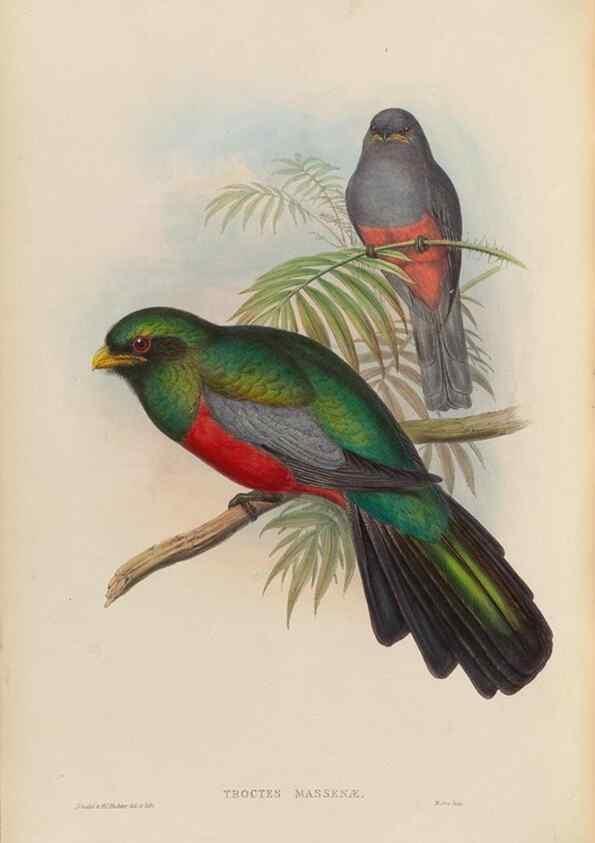 Reproducción/Reproduction 48706321921: A monograph of the Trogonidae or family of trogons.. London,1858-1875.. 