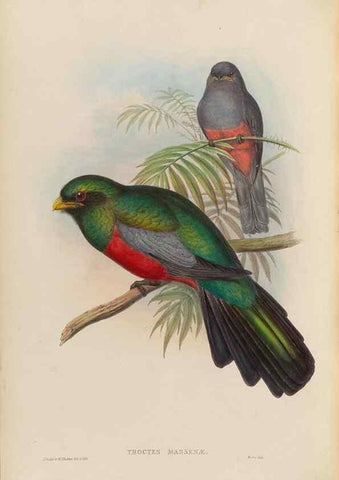Reproducción/Reproduction 48706321921: A monograph of the Trogonidae or family of trogons.. London,1858-1875.. 