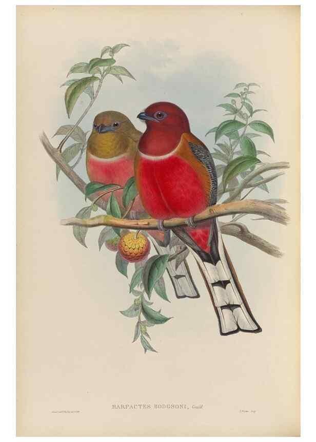 Reproducción/Reproduction 48706489272: A monograph of the Trogonidae or family of trogons.. London,1858-1875.. 