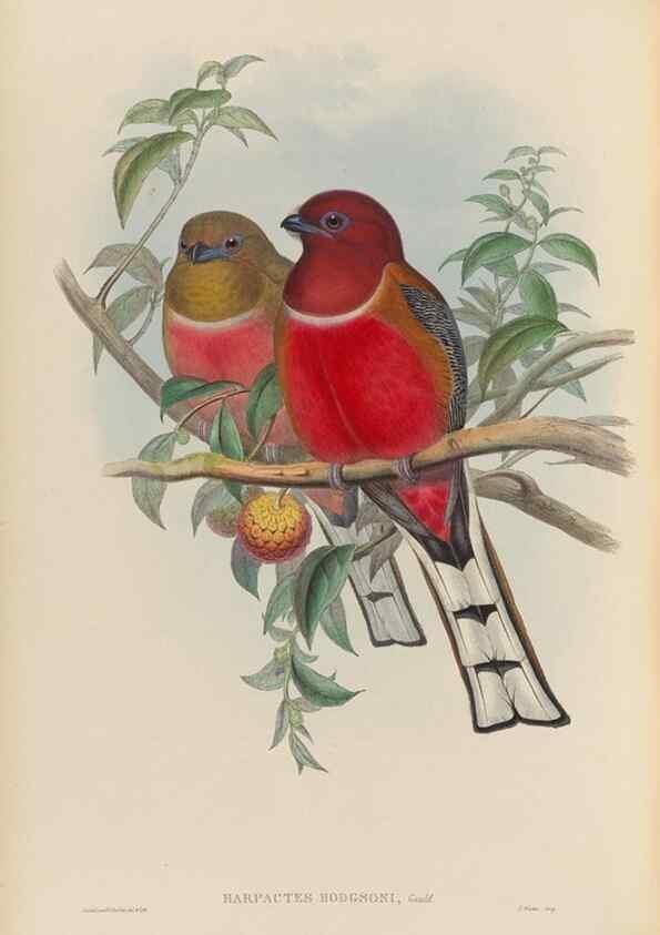Reproducción/Reproduction 48706489272: A monograph of the Trogonidae or family of trogons.. London,1858-1875.. 