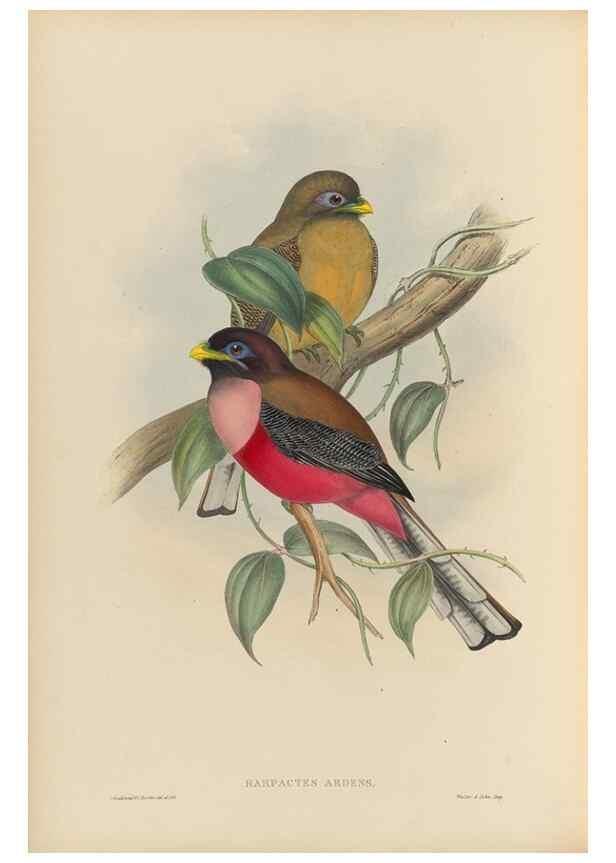 Reproducción/Reproduction 48706489732: A monograph of the Trogonidae or family of trogons.. London,1858-1875.. 