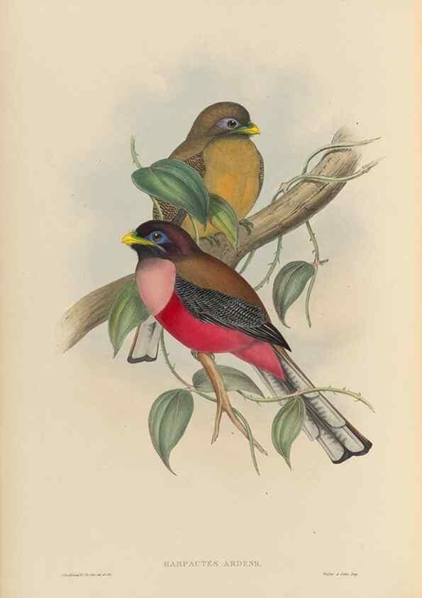 Reproducción/Reproduction 48706489732: A monograph of the Trogonidae or family of trogons.. London,1858-1875.. 