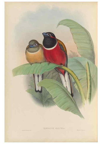 Reproducción/Reproduction 48705991013: A monograph of the Trogonidae or family of trogons.. London,1858-1875.. 