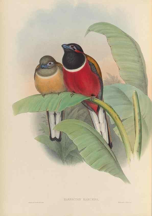 Reproducción/Reproduction 48705991013: A monograph of the Trogonidae or family of trogons.. London,1858-1875.. 