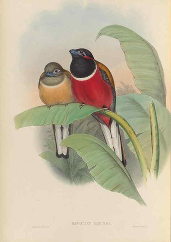 Reproducción/Reproduction 48705991013: A monograph of the Trogonidae or family of trogons.. London,1858-1875.. 