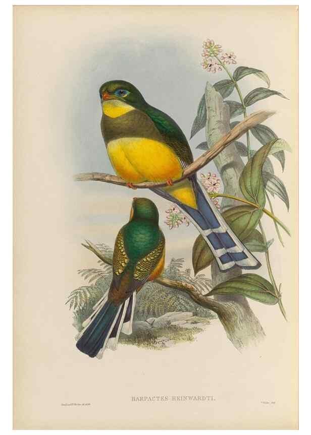 Reproducción/Reproduction 48706323646: A monograph of the Trogonidae or family of trogons.. London,1858-1875.. 