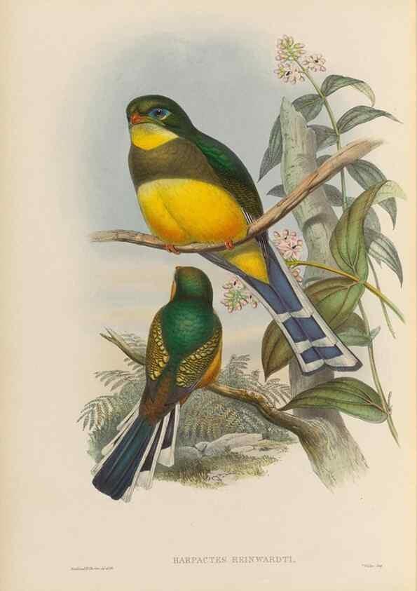 Reproducción/Reproduction 48706323646: A monograph of the Trogonidae or family of trogons.. London,1858-1875.. 
