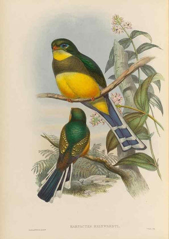 Reproducción/Reproduction 48706323646: A monograph of the Trogonidae or family of trogons.. London,1858-1875.. 
