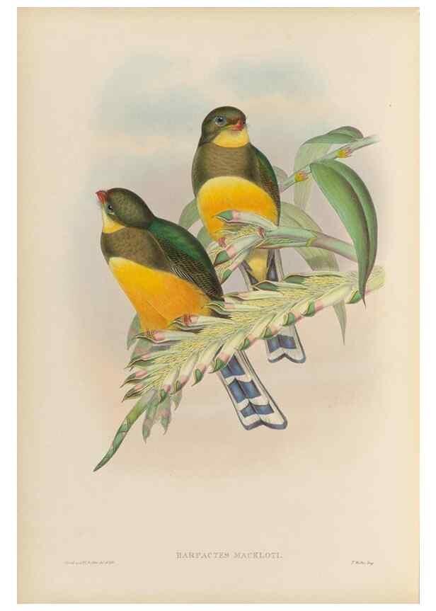 Reproducción/Reproduction 48705991773: A monograph of the Trogonidae or family of trogons.. London,1858-1875.. 