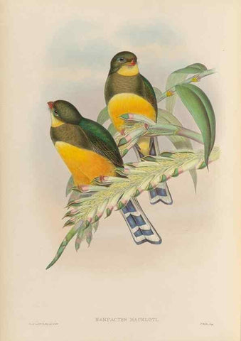 Reproducción/Reproduction 48705991773: A monograph of the Trogonidae or family of trogons.. London,1858-1875.. 