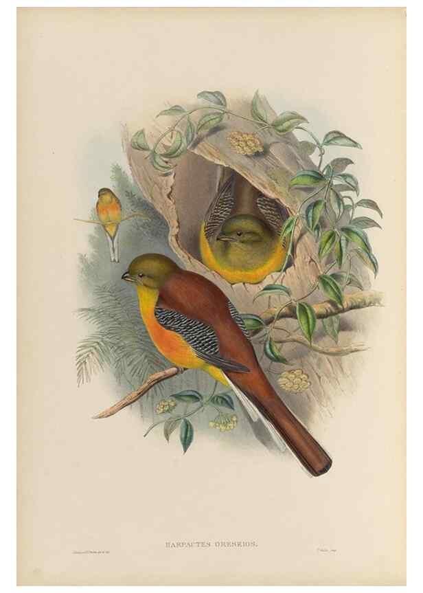 Reproducción/Reproduction 48706324476: A monograph of the Trogonidae or family of trogons.. London,1858-1875.. 