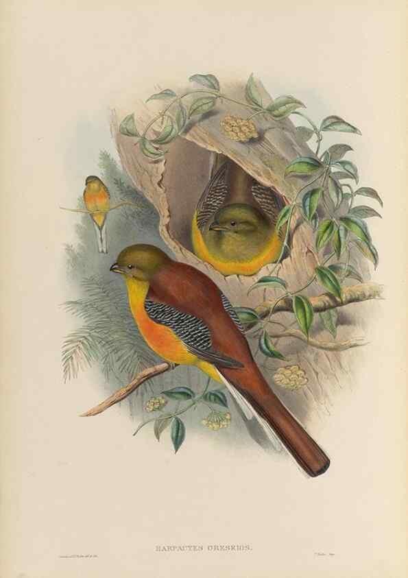 Reproducción/Reproduction 48706324476: A monograph of the Trogonidae or family of trogons.. London,1858-1875.. 