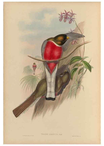 Reproducción/Reproduction 48706461462: A monograph of the Trogonidae or family of trogons.. London,1858-1875.. 