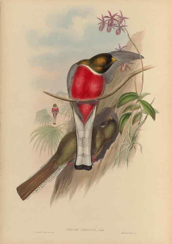 Reproducción/Reproduction 48706461462: A monograph of the Trogonidae or family of trogons.. London,1858-1875.. 