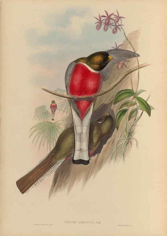 Reproducción/Reproduction 48706461462: A monograph of the Trogonidae or family of trogons.. London,1858-1875.. 