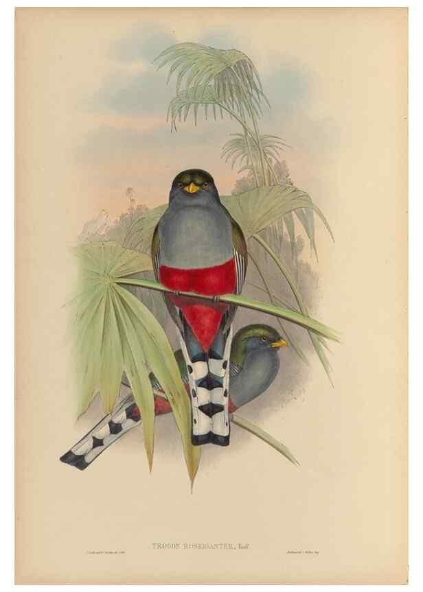 Reproducción/Reproduction 48706293936: A monograph of the Trogonidae or family of trogons.. London,1858-1875.. 