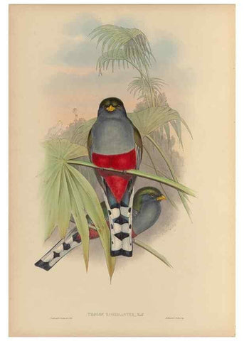 Reproducción/Reproduction 48706293936: A monograph of the Trogonidae or family of trogons.. London,1858-1875.. 