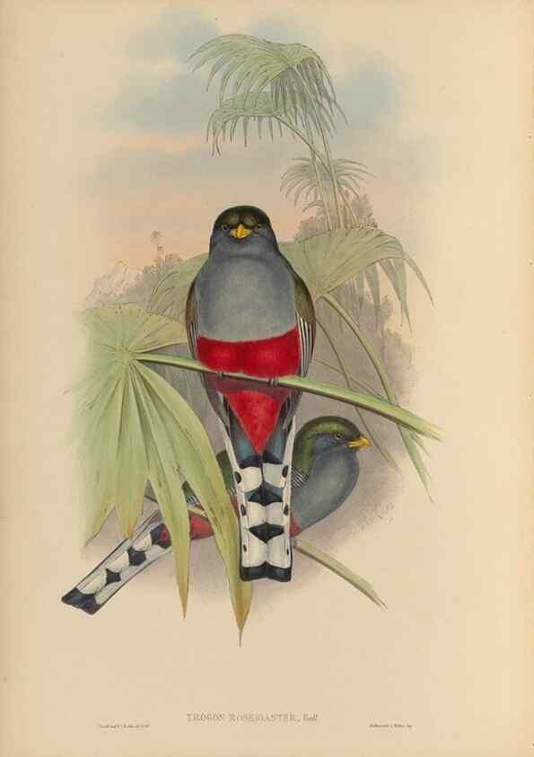 Reproducción/Reproduction 48706293936: A monograph of the Trogonidae or family of trogons.. London,1858-1875.. 