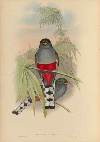 Reproducción/Reproduction 48706293936: A monograph of the Trogonidae or family of trogons.. London,1858-1875.. 