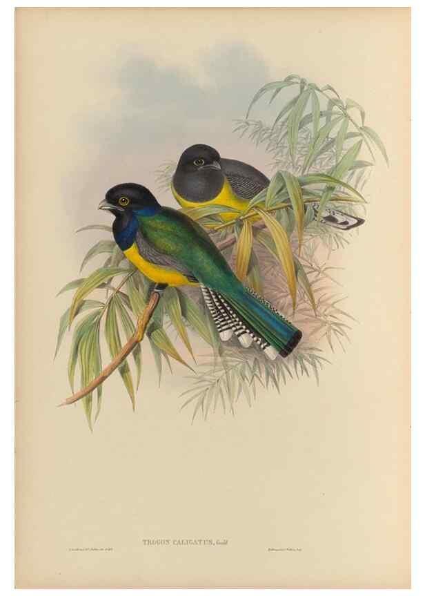 Reproducción/Reproduction 48706293436: A monograph of the Trogonidae or family of trogons.. London,1858-1875.. 