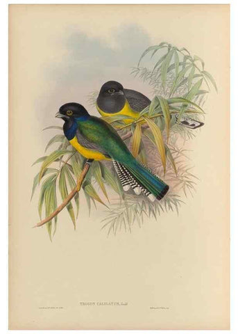 Reproducción/Reproduction 48706293436: A monograph of the Trogonidae or family of trogons.. London,1858-1875.. 