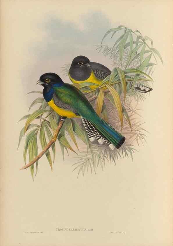 Reproducción/Reproduction 48706293436: A monograph of the Trogonidae or family of trogons.. London,1858-1875.. 