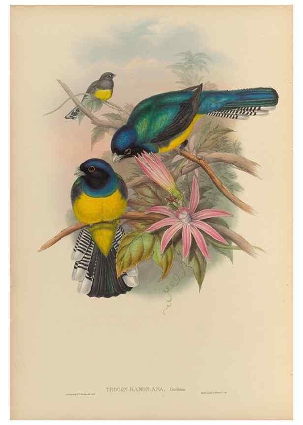 Reproducción/Reproduction 48706292891: A monograph of the Trogonidae or family of trogons.. London,1858-1875.. 