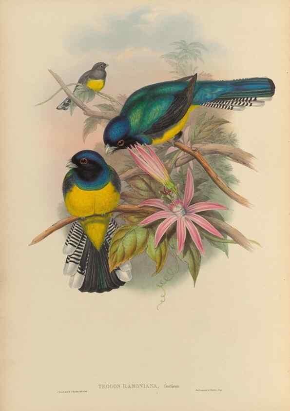 Reproducción/Reproduction 48706292891: A monograph of the Trogonidae or family of trogons.. London,1858-1875.. 