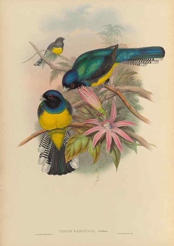 Reproducción/Reproduction 48706292891: A monograph of the Trogonidae or family of trogons.. London,1858-1875.. 