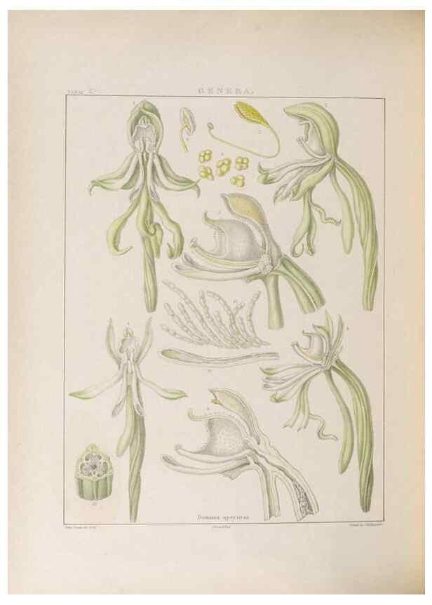 Reproducción/Reproduction 48706373532: Illustrations of Orchidaceous Plants [from sketches prepared between 1792 and 1832] /. London :James Ridgeway and Sons,1830 - 38.. 