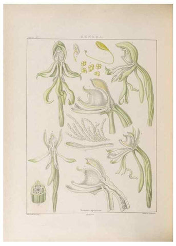 Reproducción/Reproduction 48706373532: Illustrations of Orchidaceous Plants [from sketches prepared between 1792 and 1832] /. London :James Ridgeway and Sons,1830 - 38.. 