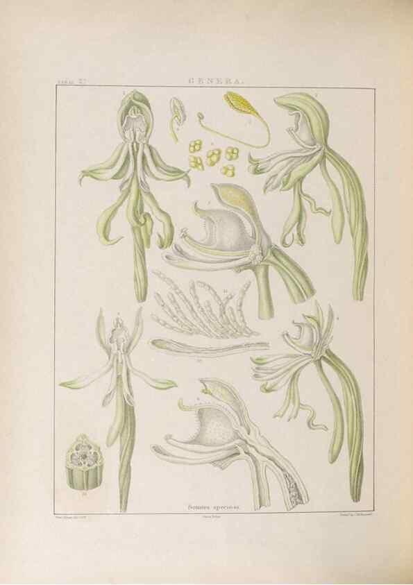 Reproducción/Reproduction 48706373532: Illustrations of Orchidaceous Plants [from sketches prepared between 1792 and 1832] /. London :James Ridgeway and Sons,1830 - 38.. 