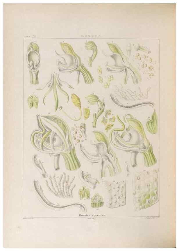 Reproducción/Reproduction 48705874163: Illustrations of Orchidaceous Plants [from sketches prepared between 1792 and 1832] /. London :James Ridgeway and Sons,1830 - 38.. 