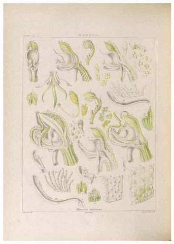 Reproducción/Reproduction 48705874163: Illustrations of Orchidaceous Plants [from sketches prepared between 1792 and 1832] /. London :James Ridgeway and Sons,1830 - 38.. 
