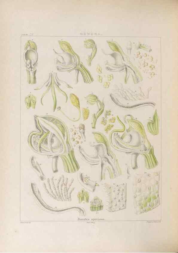 Reproducción/Reproduction 48705874163: Illustrations of Orchidaceous Plants [from sketches prepared between 1792 and 1832] /. London :James Ridgeway and Sons,1830 - 38.. 